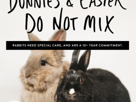 Rabbit Education Campaign